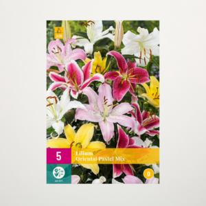 Orientalische Lilien 'Pastel' Mix - 5 Knollen
