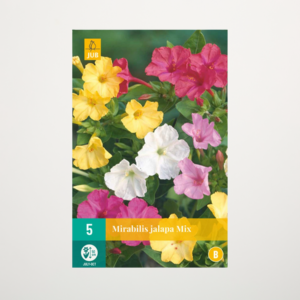 Wunderblume 'Jalapa' Mix - 5 Knollen