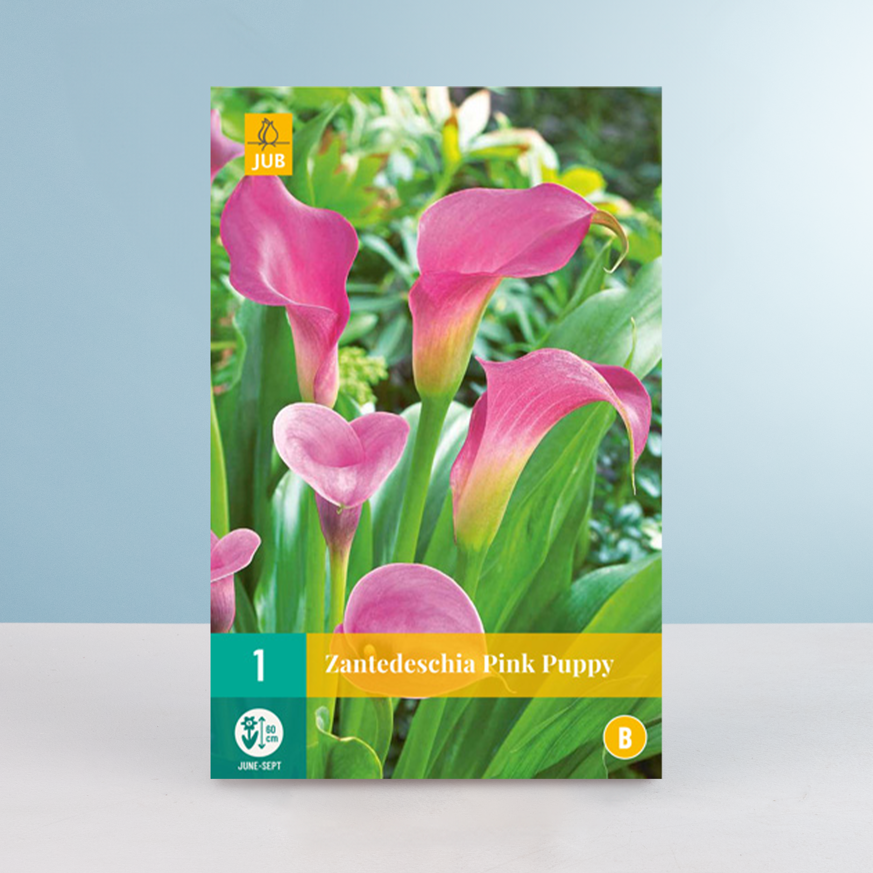 Calla ' Pink Puppy' - Wurzel – Bild 2