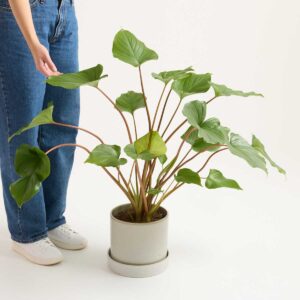 Homalomena 'Maggy'