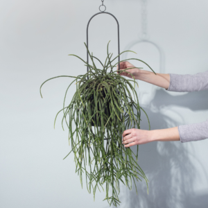 Rhipsalis 'Pilocarpa'