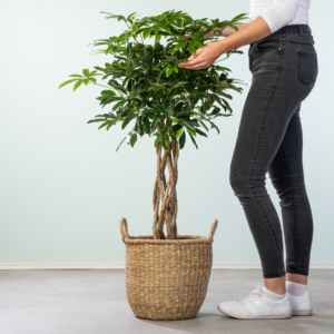 Schefflera 'Compacta'