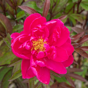 Strauchpfingstrose pink L