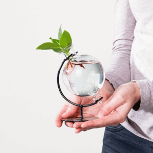 Waterplant 'Clusia' im Deko Glas