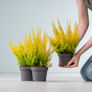 Erica 'Armely Lemon' - 3 Stück