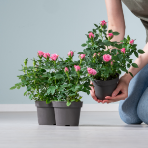 Zimmerrose 'Danica' pink - 3 Stück
