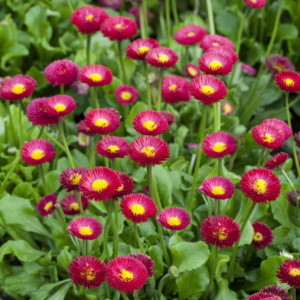 Rote Gänseblümchen - 3 Stück