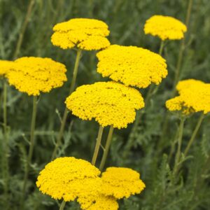 Schafgarbe 'Filipendulina' - 3 Stück