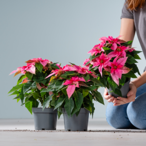 Weihnachtsstern 'Princettia' Pink - 3 Stück