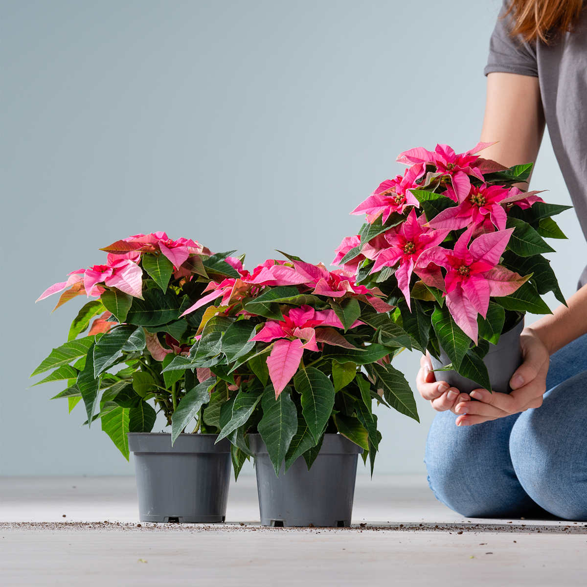 Weihnachtsstern 'Princettia' Rosa - 3 Stck - Blumenladen - Blumengeschfte  in der Nhe