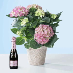 Pink Magic mit Moet & Chandon Imperial Rosé 0,375l