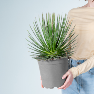 Agave 'Filifera' L