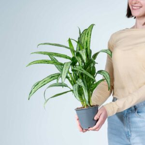 Aglaonema 'Cutlass'