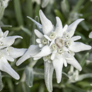 BIO Alpenedelweiß - 3 Stück