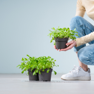 BIO Rucola - 3 Stück
