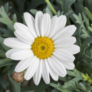 BIO Großblumige Sommer-Margerite 'Alaska' - 3 Stück