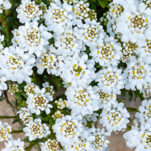 BIO Immergrüne Schleifenblume 'Zwergschneeflocke' - 3 Stück