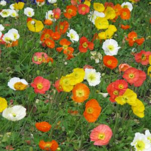BIO Islandmohn - 3 Stück