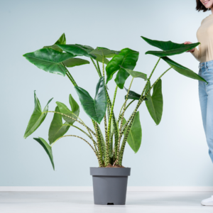 Alocasia 'Zebrina' XL