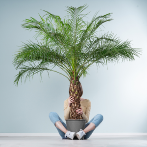 Dattelpalme 'Roebelenii' XL