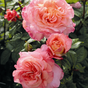Edelrose 'Augusta Luise®' - wurzelnackt