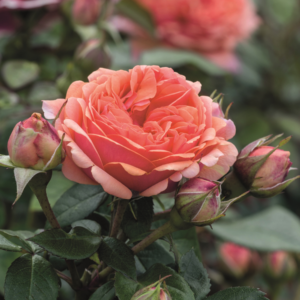Edelrose 'Chippendale®' - wurzelnackt