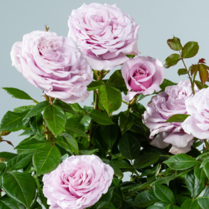 Edelrose 'Pacific Blue®' - wurzelnackt