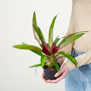 Guzmania 'Sky'