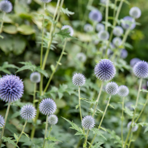 BIO Kugeldistel Blau - 3 Stück
