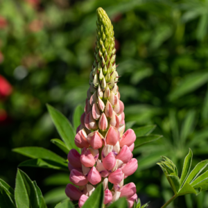 BIO Lupine 'Gallery' Rosa - 3 Stück