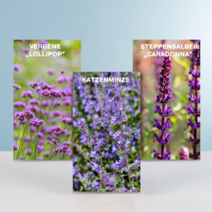 3 blaue Stauden - bienenfreundlich