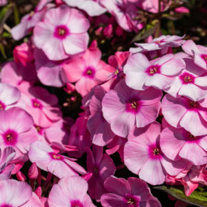 BIO Phlox paniculata Rosa - 3 Stück