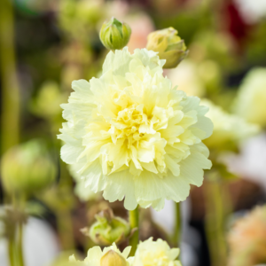 BIO Stockrose 'Pleniflora' Gelb - 3 Stück