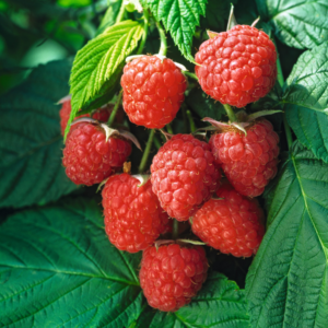 BIO Himbeere 'Summer Chef®'