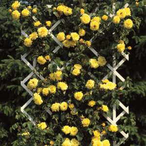 Kletterrose 'Goldstern®'