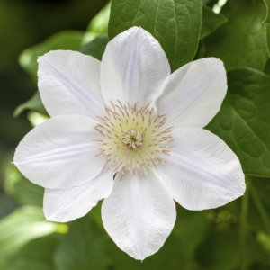 Clematis 'Guernsey Cream'