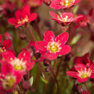 BIO Steinbrech Rot - 3 Stück S