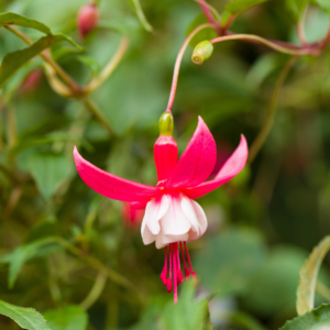 BIO Winterharte Fuchsie 'Madame Cornelissen' - 3 Stück
