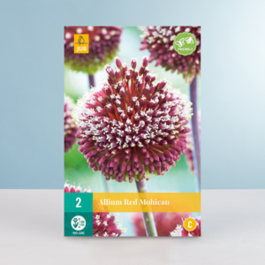 Allium 'Red Mohican' - 2 Zwiebeln