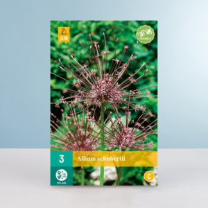 Allium 'Schubertii' - 3 Zwiebeln