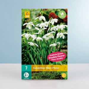 Gefüllte Schneeglöckchen 'Flore Pleno' - 7 Zwiebeln