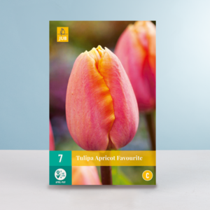 Triumph Tulpe 'Apricot Favourite - 7 Zwiebeln
