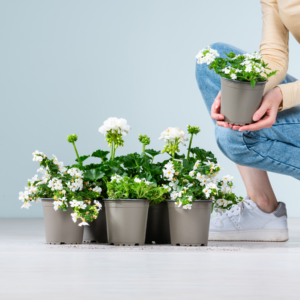 Weiße Sommerblumen für die Sonne - 6 Stück