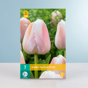 Darwin-Hybrid-Tulpe 'Apricot Pride' - 7 Zwiebeln