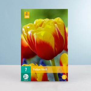 Gefüllte frühe Tulpe 'Shell' - 7 Zwiebeln
