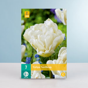 Gefüllte späte Tulpe 'Northcap' - 7 Zwiebeln