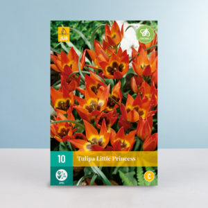 Botanische Tulpe 'Little Princess' - 10 Zwiebeln