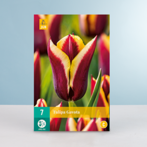 Triumph Tulpe 'Gavota' - 7 Zwiebeln