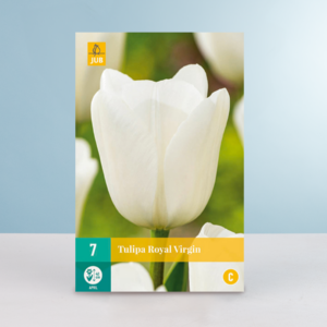 Triumph Tulpe 'Royal Virgin' - 7 Zwiebeln