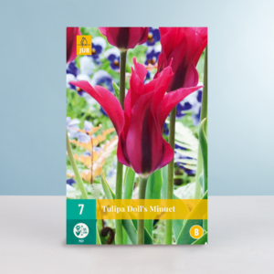 Viridiflora-Tulpe 'Doll's Minuet' - 7 Zwiebeln